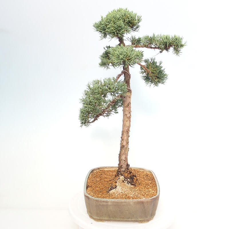 Bonsaï d'extérieur - Juniperus chinensis Kishu