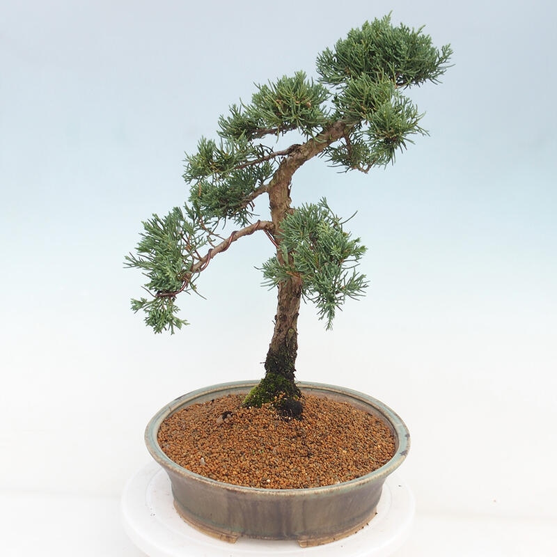 Bonsaï d'extérieur - Juniperus chinensis Kishu