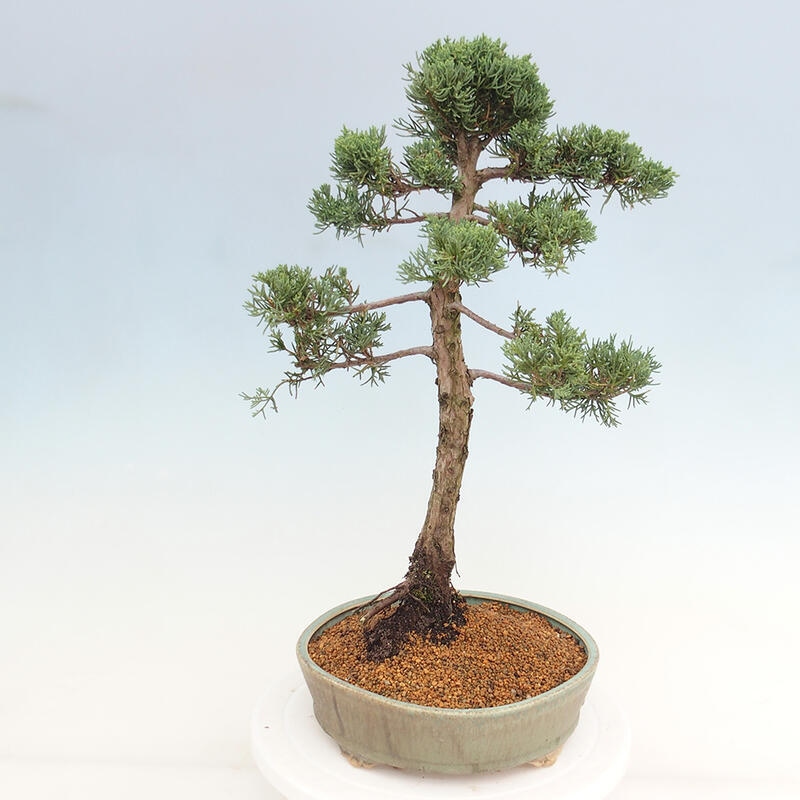 Bonsaï d'extérieur - Juniperus chinensis Kishu