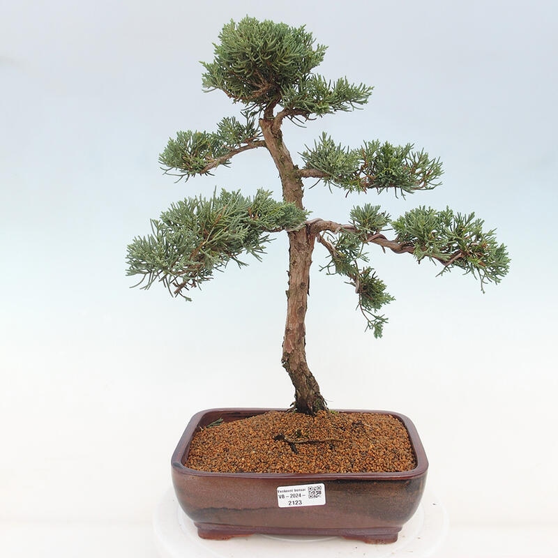 Bonsaï d'extérieur - Juniperus chinensis Kishu