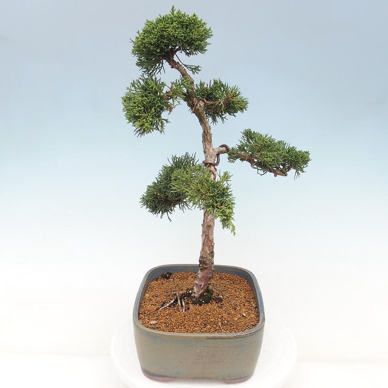 Bonsaï d'extérieur - Juniperus chinensis Kishu