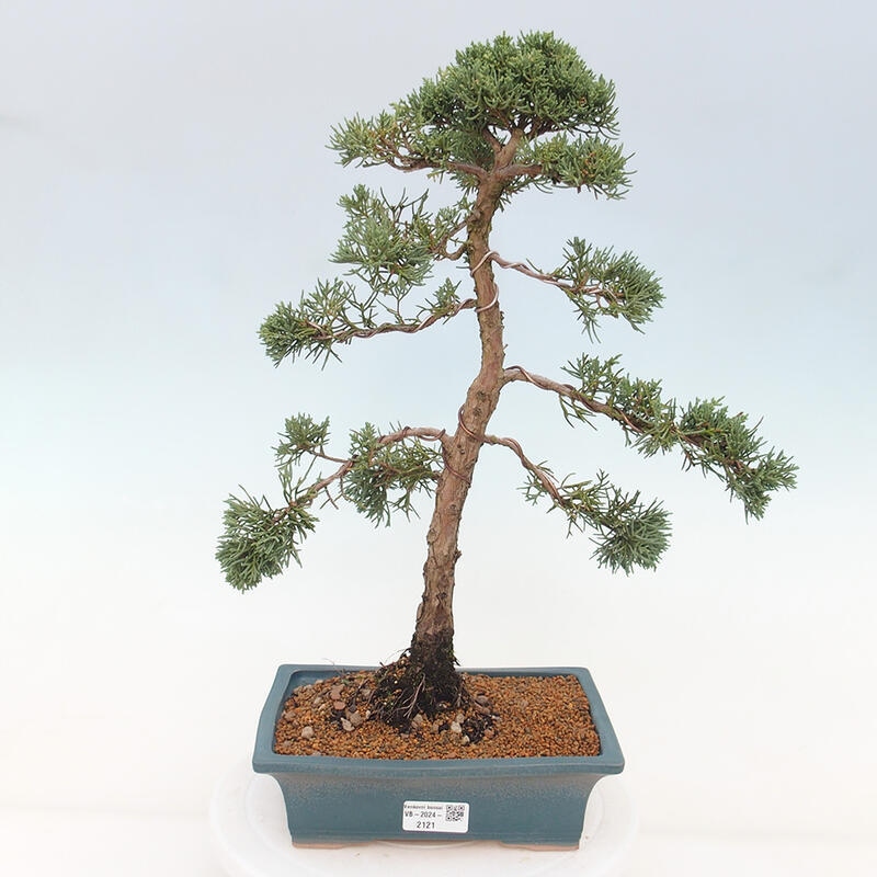 Bonsaï d'extérieur - Juniperus chinensis Kishu