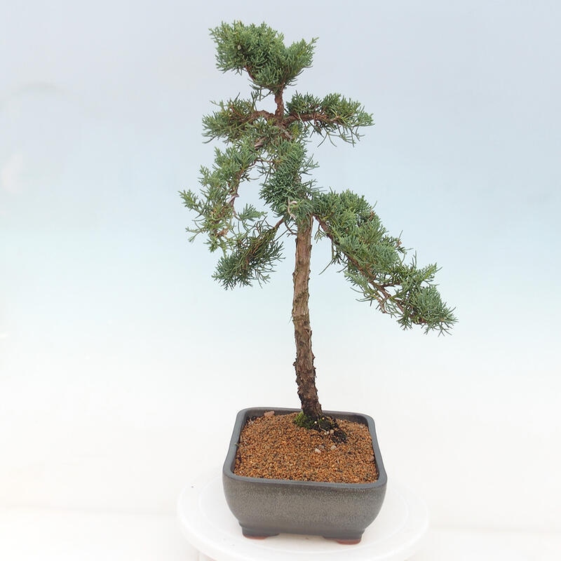 Bonsaï d'extérieur - Juniperus chinensis Kishu