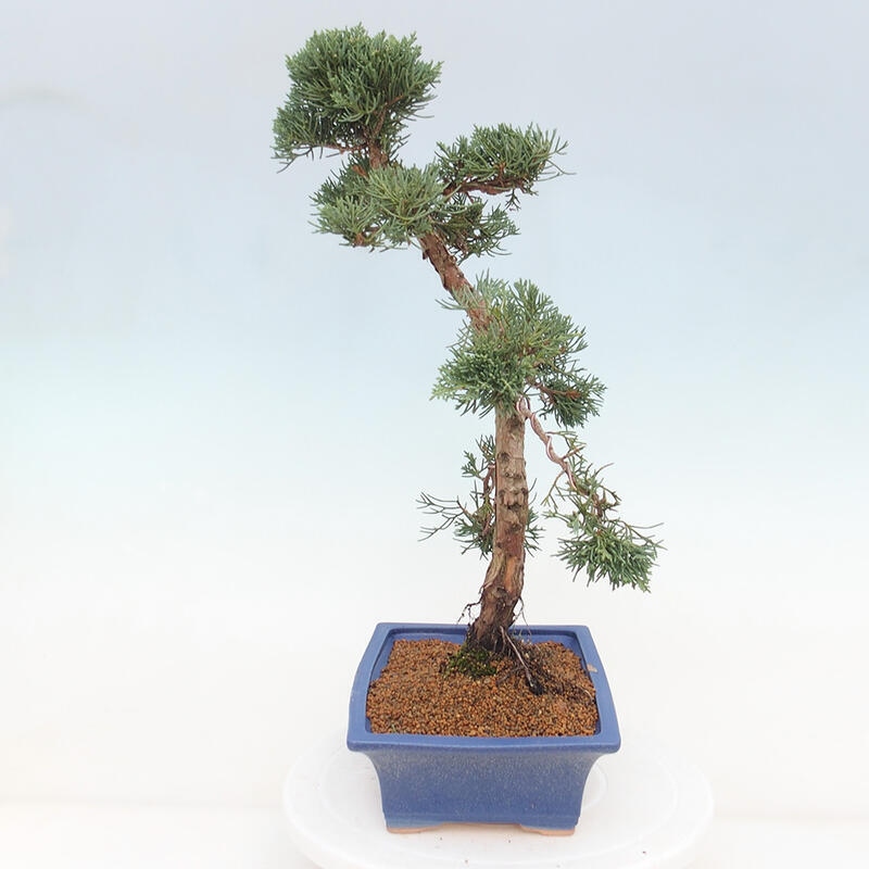 Bonsaï d'extérieur - Juniperus chinensis Kishu