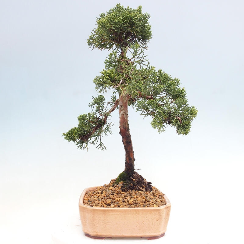 Bonsaï d'extérieur - Juniperus chinensis Kishu