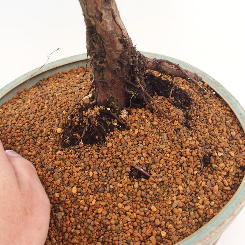 Bonsaï d'extérieur - Juniperus chinensis Kishu