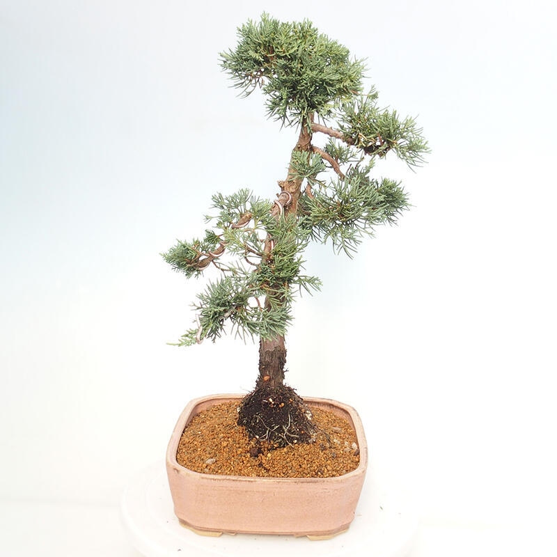Bonsaï d'extérieur - Juniperus chinensis Kishu