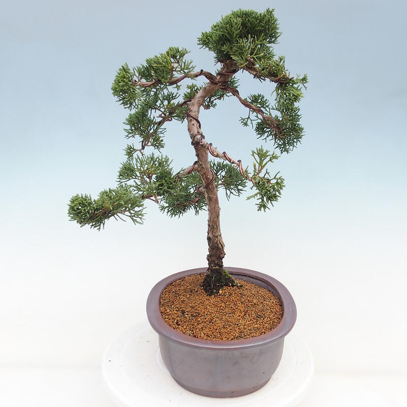 Bonsaï d'extérieur - Juniperus chinensis Kishu