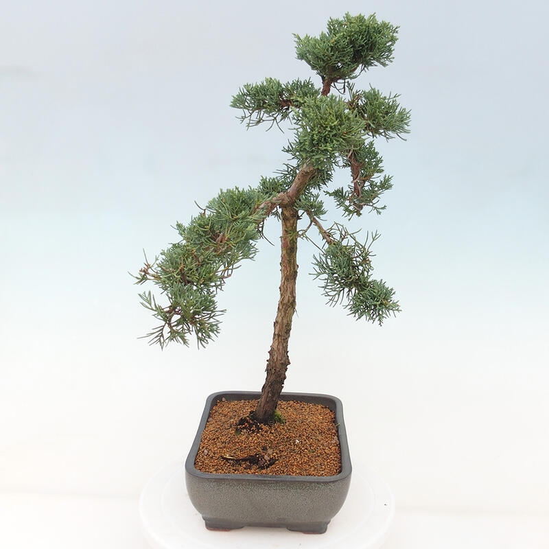 Bonsaï d'extérieur - Juniperus chinensis Kishu