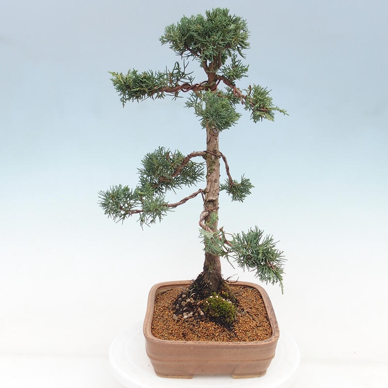 Bonsaï d'extérieur - Juniperus chinensis Kishu