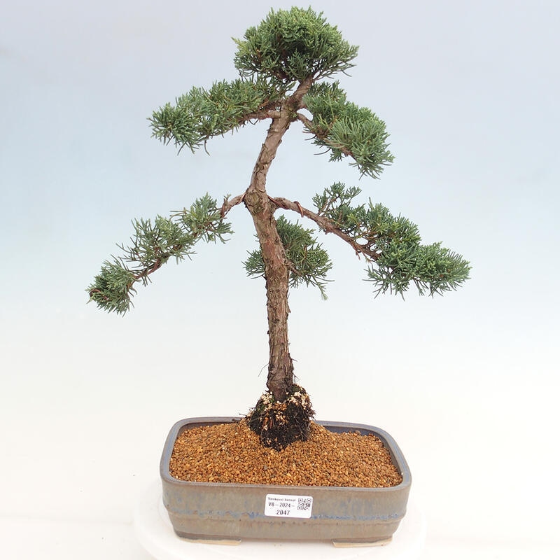 Bonsaï d'extérieur - Juniperus chinensis Kishu