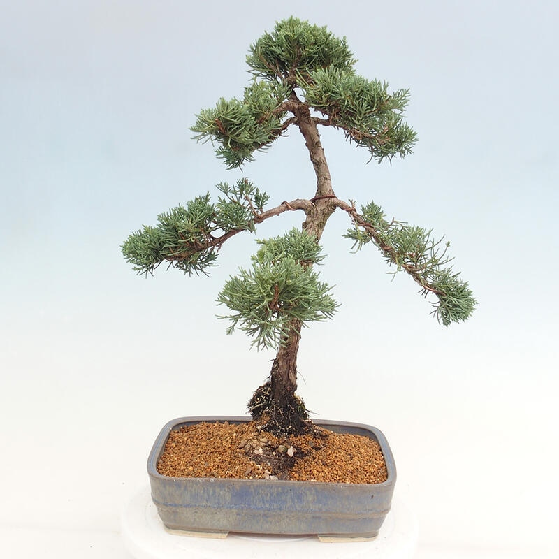 Bonsaï d'extérieur - Juniperus chinensis Kishu