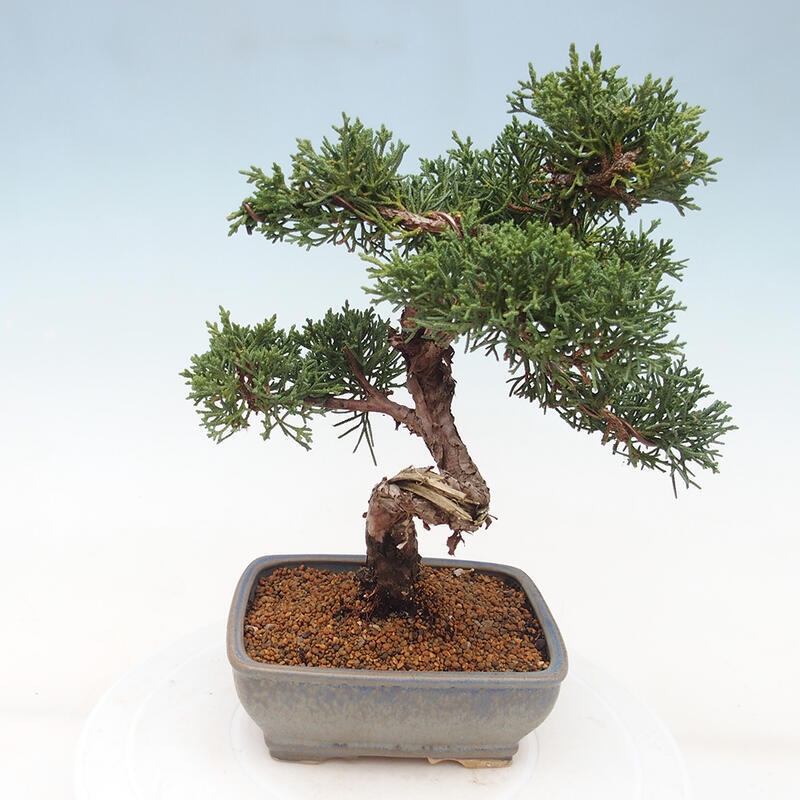 Bonsaï d'extérieur - Juniperus chinensis Kishu