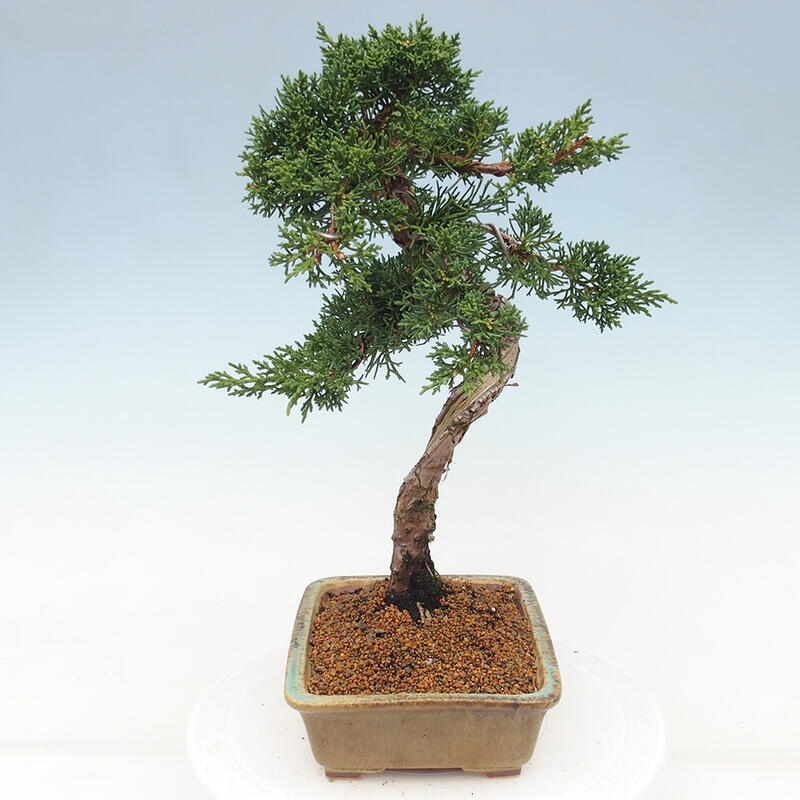 Bonsaï d'extérieur - Juniperus chinensis Kishu