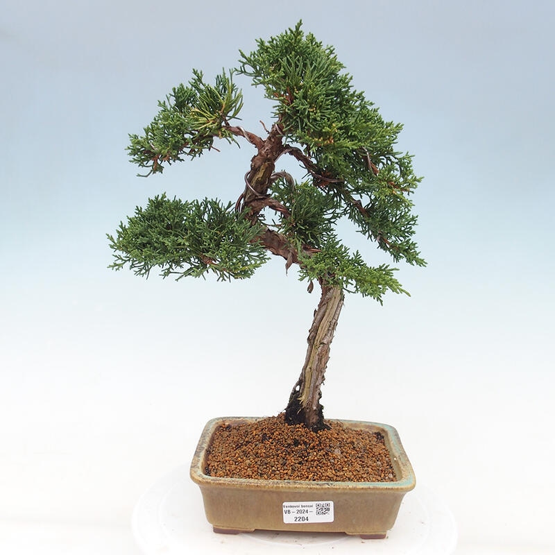 Bonsaï d'extérieur - Juniperus chinensis Kishu