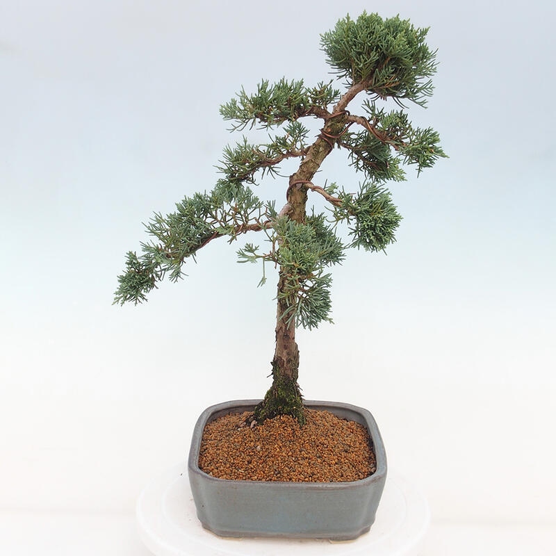 Bonsaï d'extérieur - Juniperus chinensis Kishu