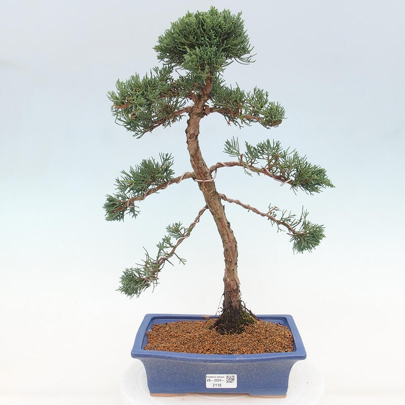 Bonsaï d'extérieur - Juniperus chinensis Kishu