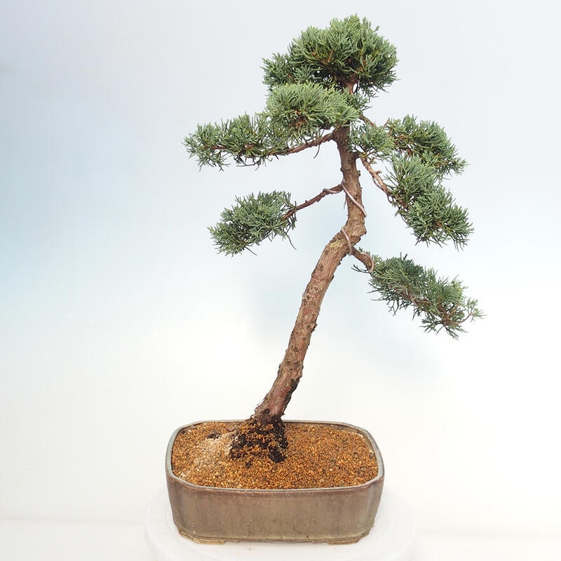 Bonsaï d'extérieur - Juniperus chinensis Kishu