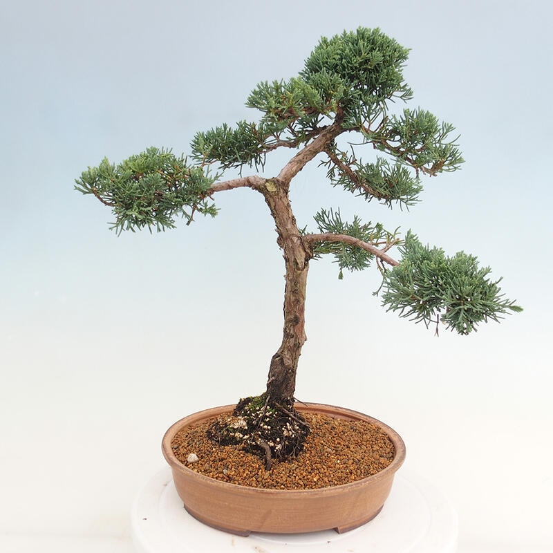 Bonsaï d'extérieur - Juniperus chinensis Kishu