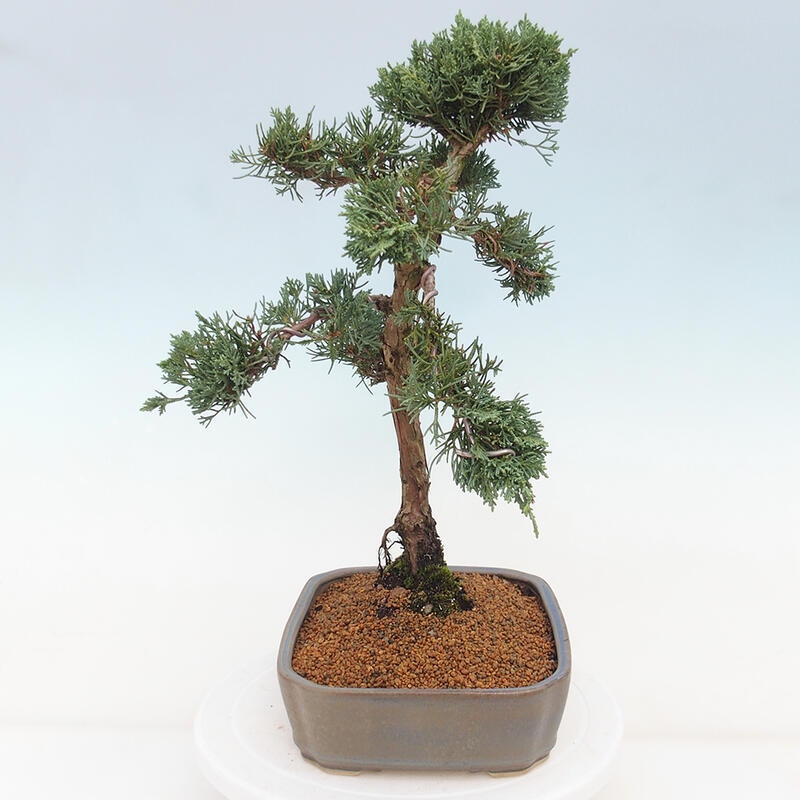 Bonsaï d'extérieur - Juniperus chinensis Kishu