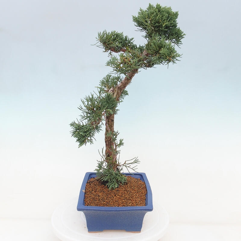 Bonsaï d'extérieur - Juniperus chinensis Kishu
