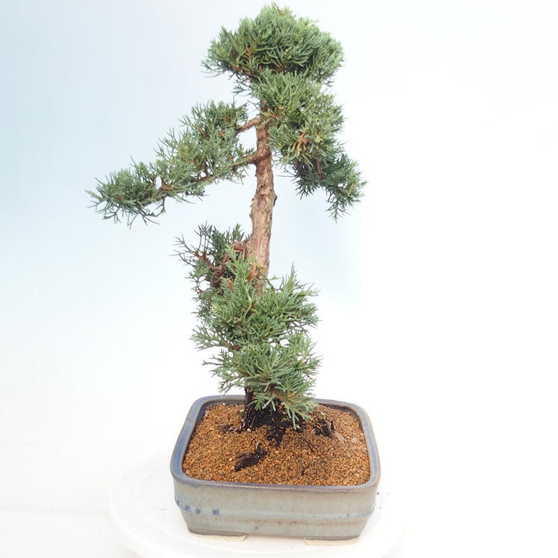 Bonsaï d'extérieur - Juniperus chinensis Kishu