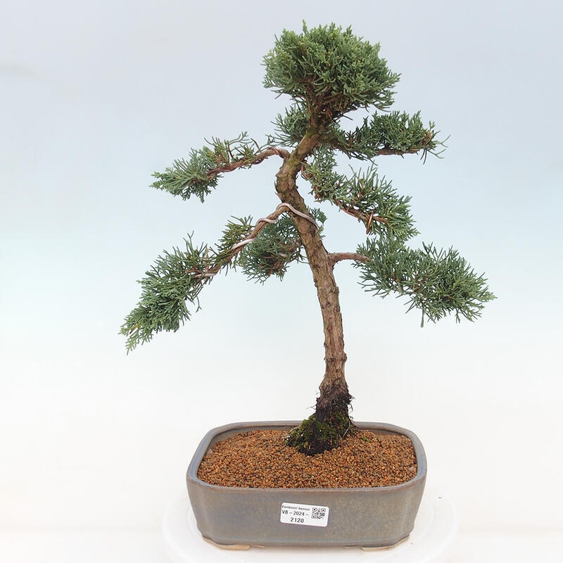 Bonsaï d'extérieur - Juniperus chinensis Kishu
