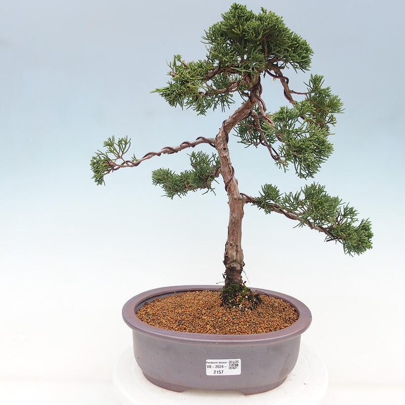 Bonsaï d'extérieur - Juniperus chinensis Kishu