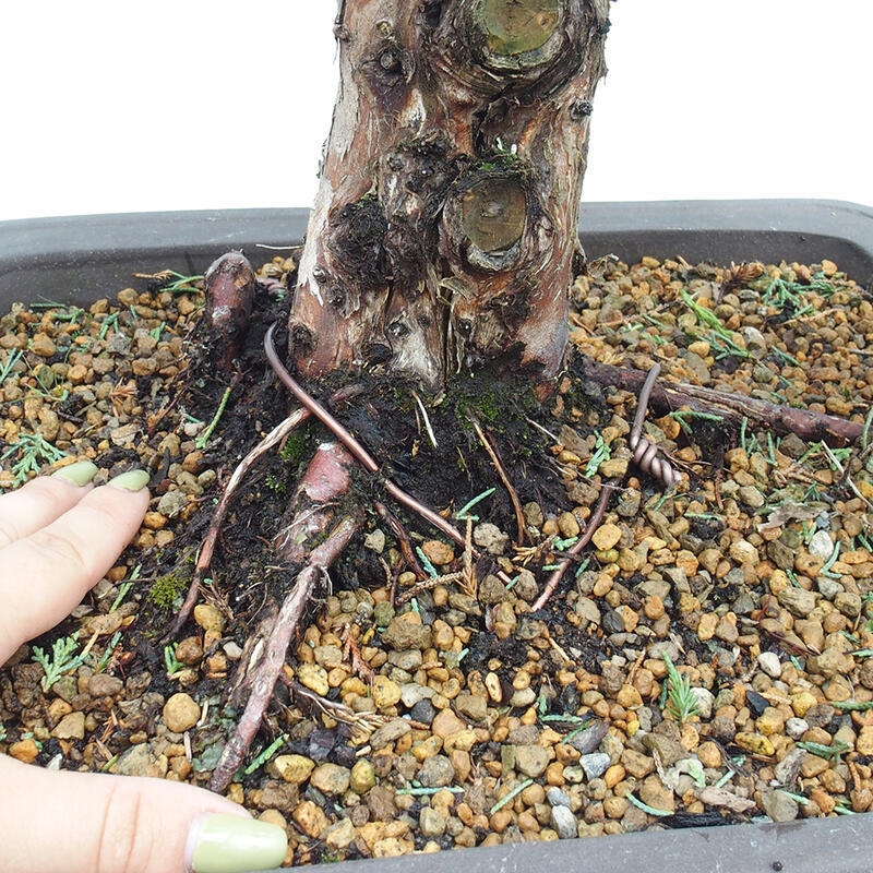 Bonsaï d'extérieur - Juniperus chinensis Kishu