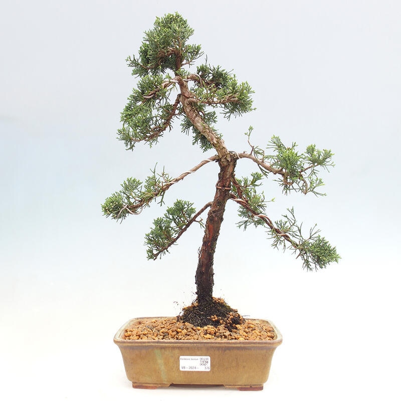 Bonsaï d'extérieur - Juniperus chinensis Kishu