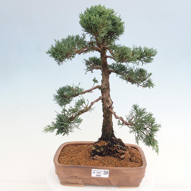 Bonsaï d'extérieur - Juniperus chinensis Kishu
