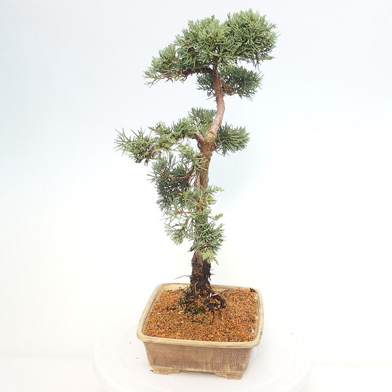 Bonsaï d'extérieur - Juniperus chinensis Kishu