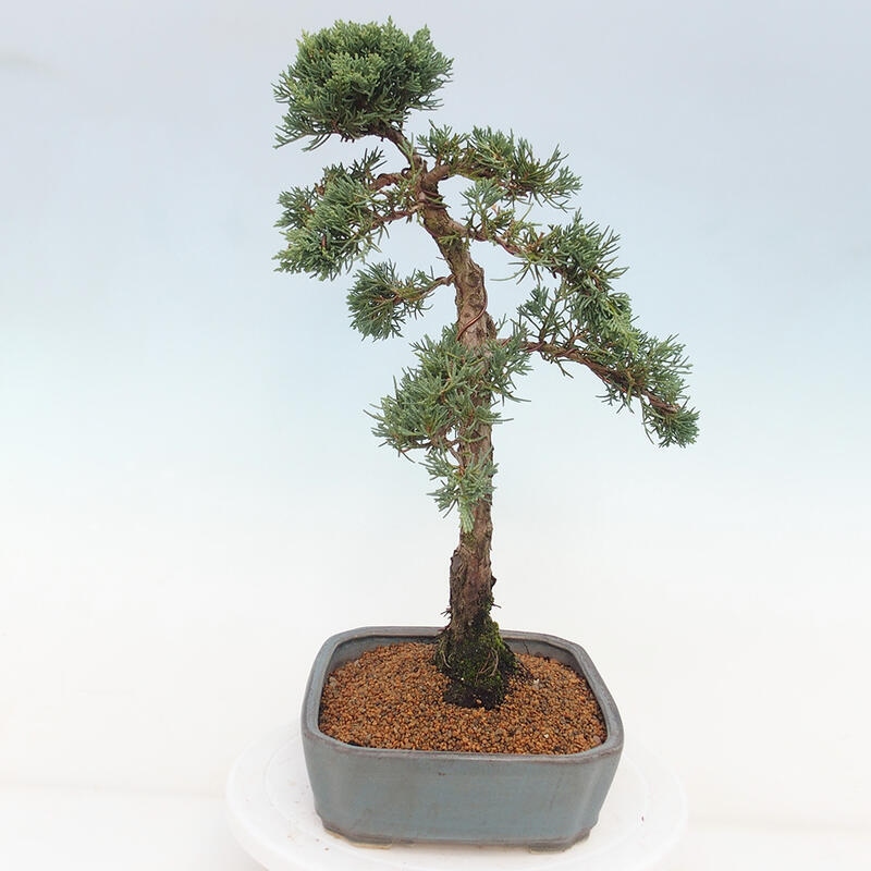 Bonsaï d'extérieur - Juniperus chinensis Kishu