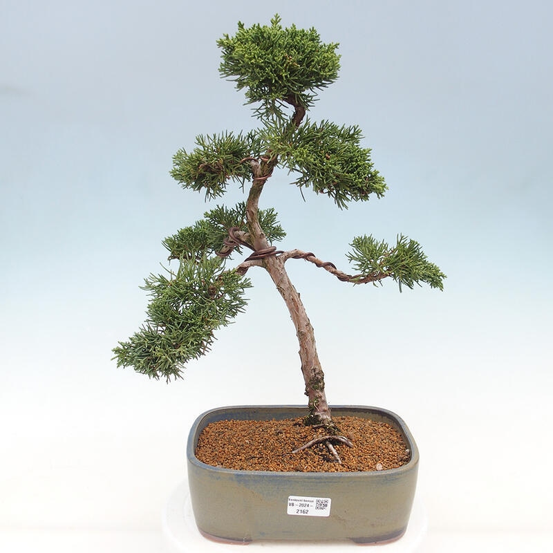 Bonsaï d'extérieur - Juniperus chinensis Kishu