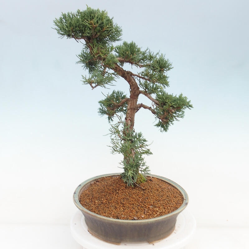 Bonsaï d'extérieur - Juniperus chinensis Kishu