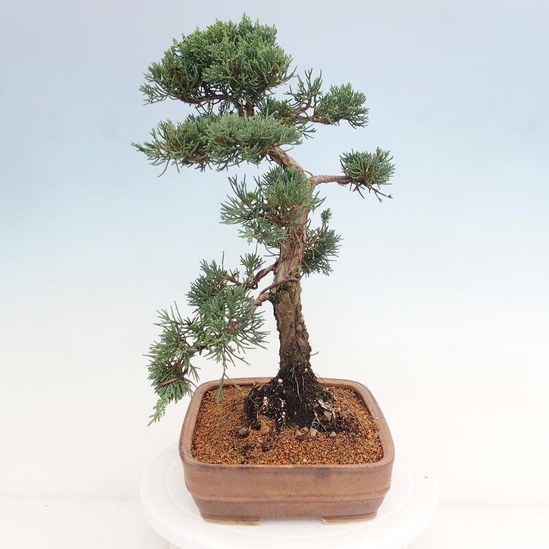 Bonsaï d'extérieur - Juniperus chinensis Kishu