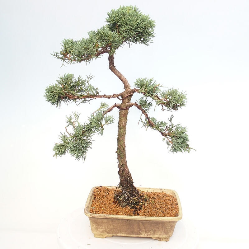 Bonsaï d'extérieur - Juniperus chinensis Kishu