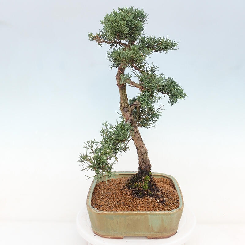 Bonsaï d'extérieur - Juniperus chinensis Kishu