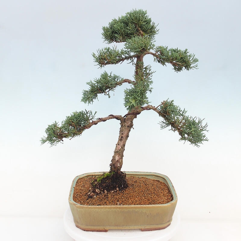 Bonsaï d'extérieur - Juniperus chinensis Kishu