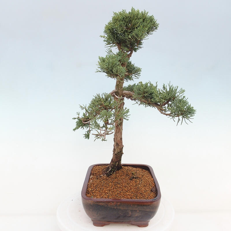Bonsaï d'extérieur - Juniperus chinensis Kishu