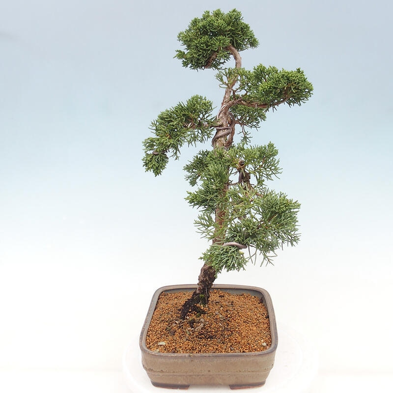 Bonsaï d'extérieur - Juniperus chinensis Kishu