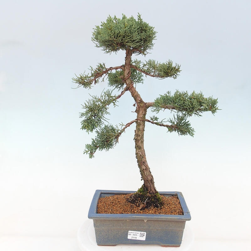 Bonsaï d'extérieur - Juniperus chinensis Kishu
