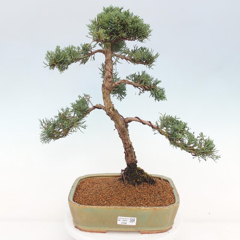 Bonsaï d'extérieur - Juniperus chinensis Kishu