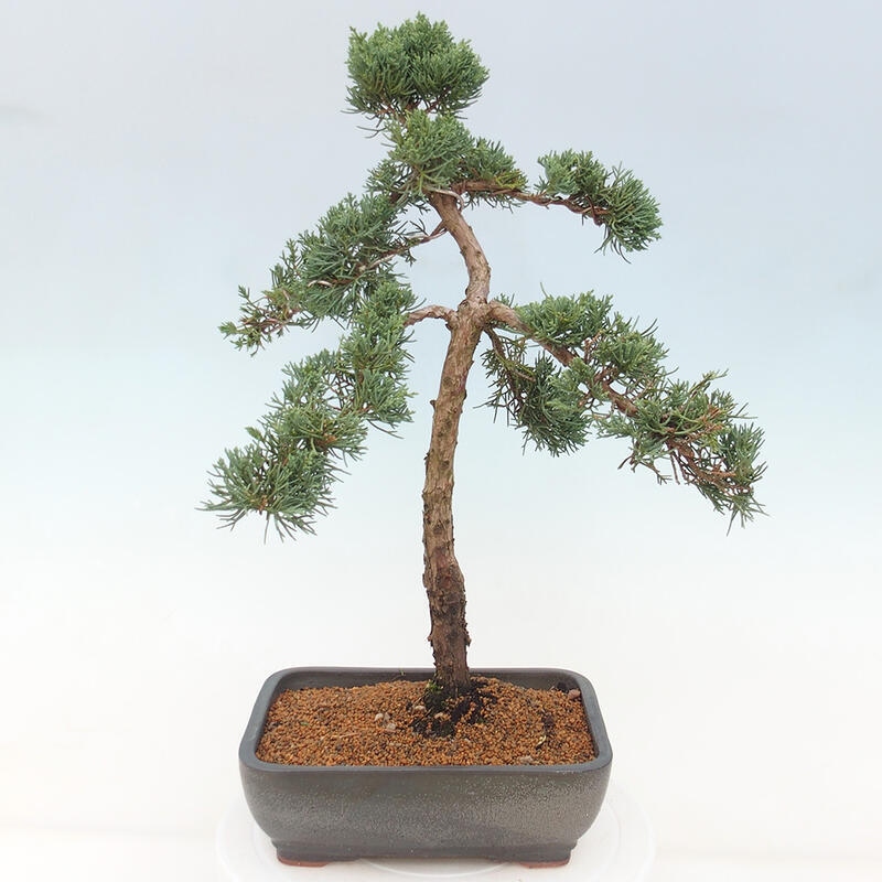 Bonsaï d'extérieur - Juniperus chinensis Kishu