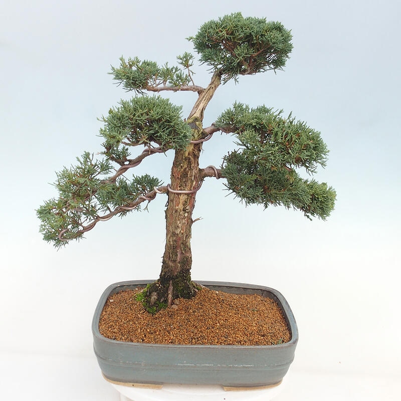 Bonsaï d'extérieur - Juniperus chinensis Kishu