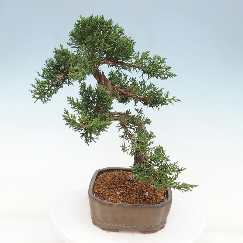 Bonsaï d'extérieur - Juniperus chinensis Kishu