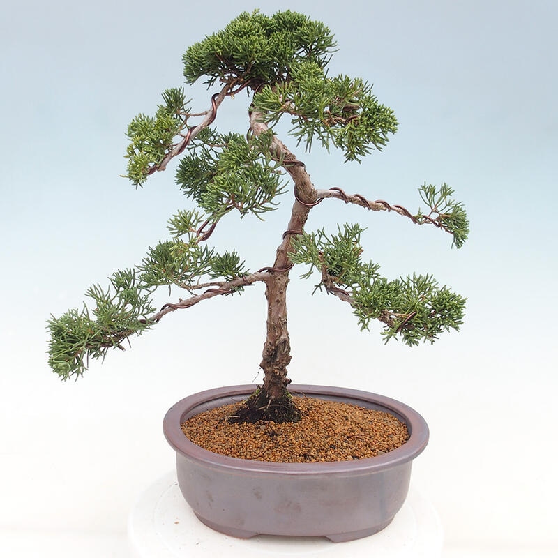 Bonsaï d'extérieur - Juniperus chinensis Kishu