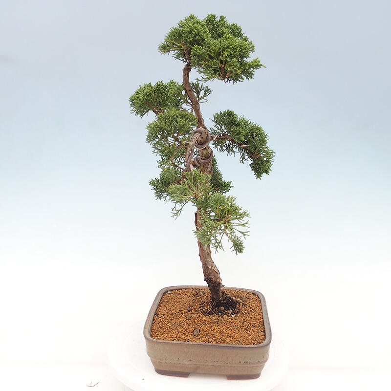 Bonsaï d'extérieur - Juniperus chinensis Kishu