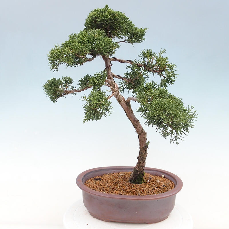 Bonsaï d'extérieur - Juniperus chinensis Kishu