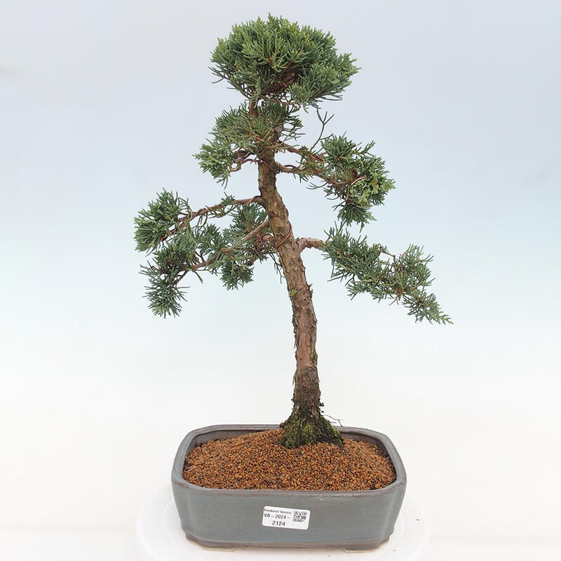 Bonsaï d'extérieur - Juniperus chinensis Kishu